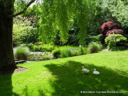 Pond and Ducks